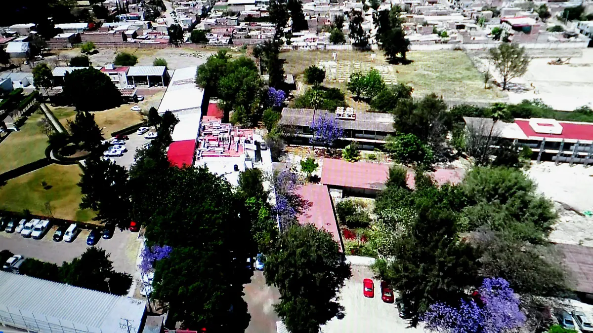 amate de imipe (6)