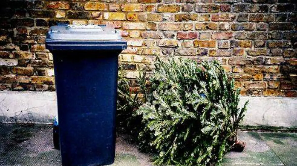 christmas-tree-recycling-trash-FL-560x4001