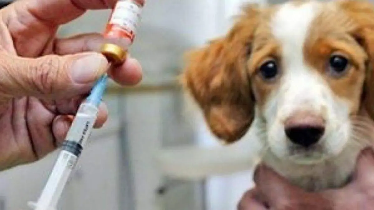 Vacunación antirrabica