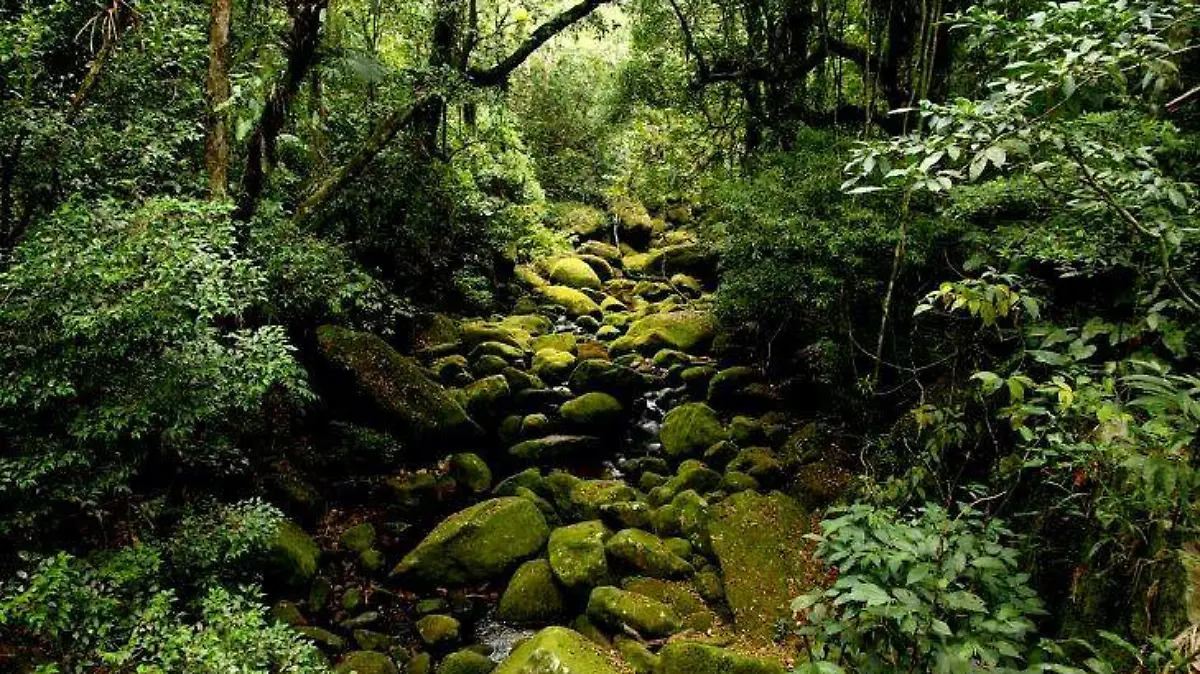 Ecosistema