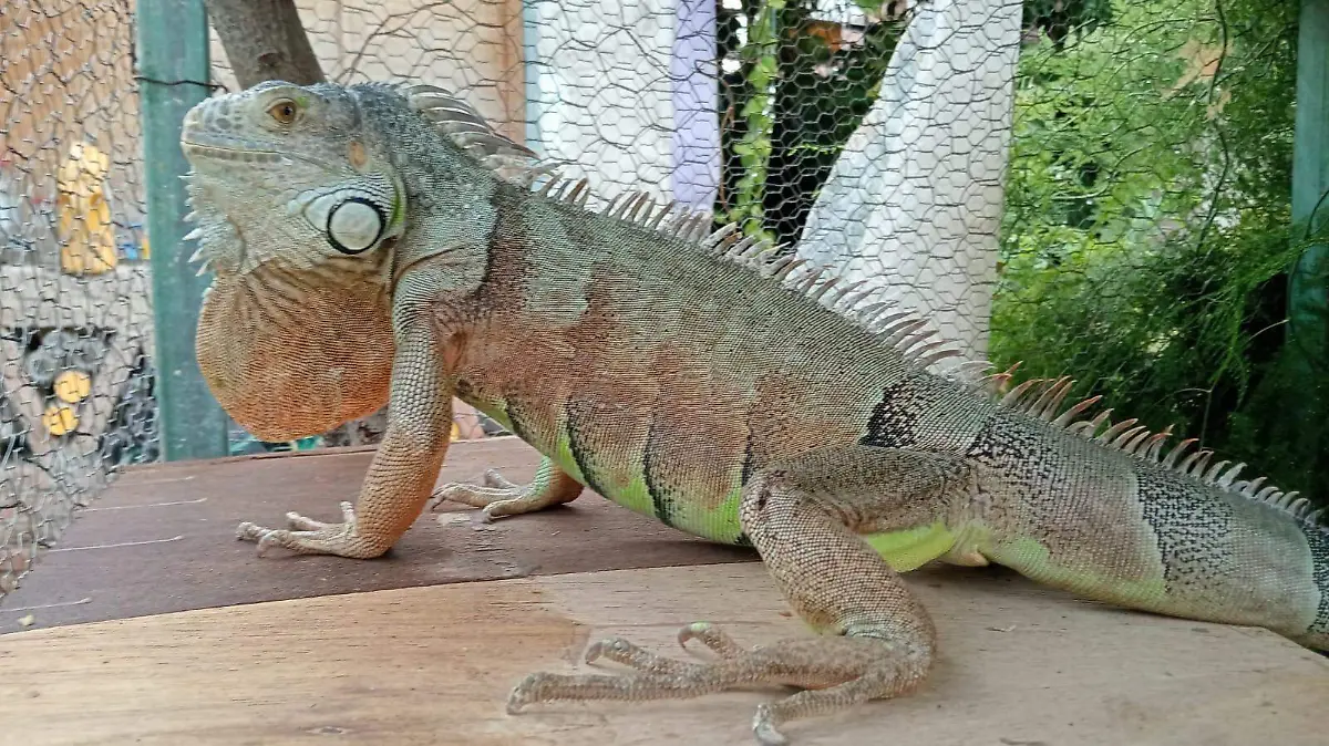 iguana1