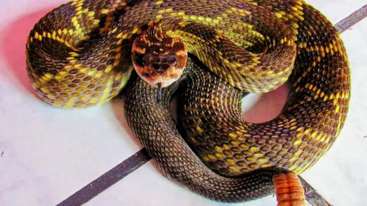 Cascabel cola negra.