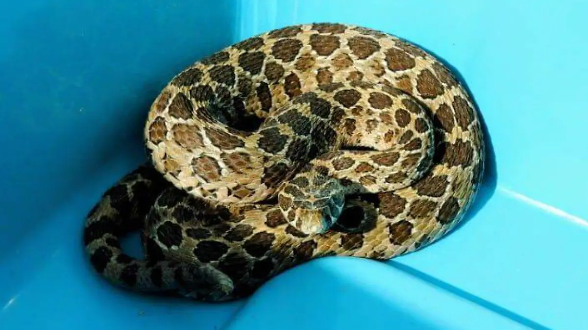 cascabel ocelada
