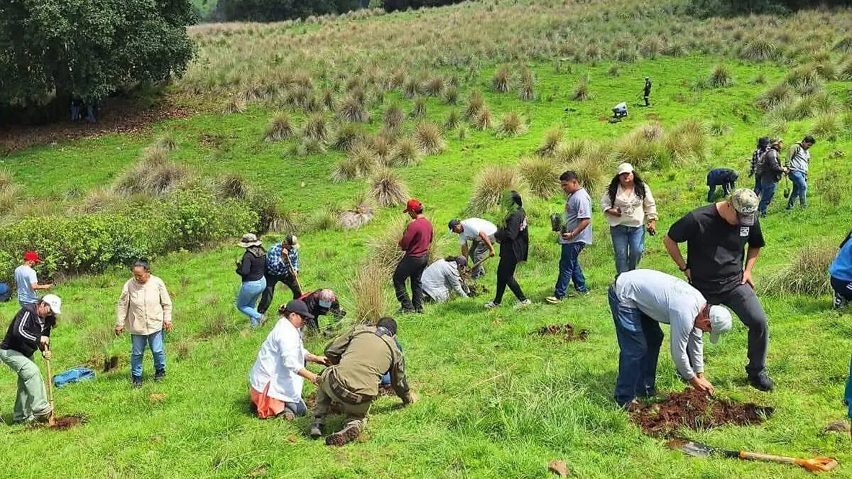 Reforestación2
