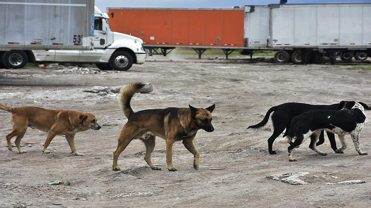 perros (2) ok