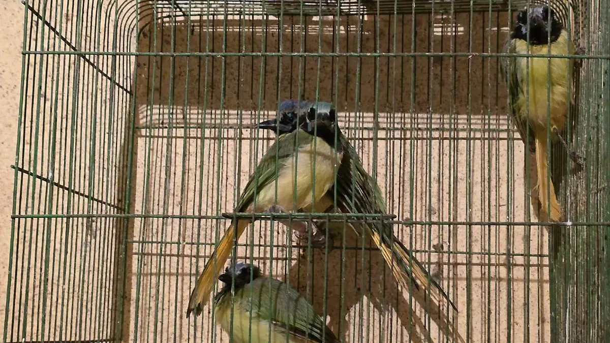 pajaritos 5 