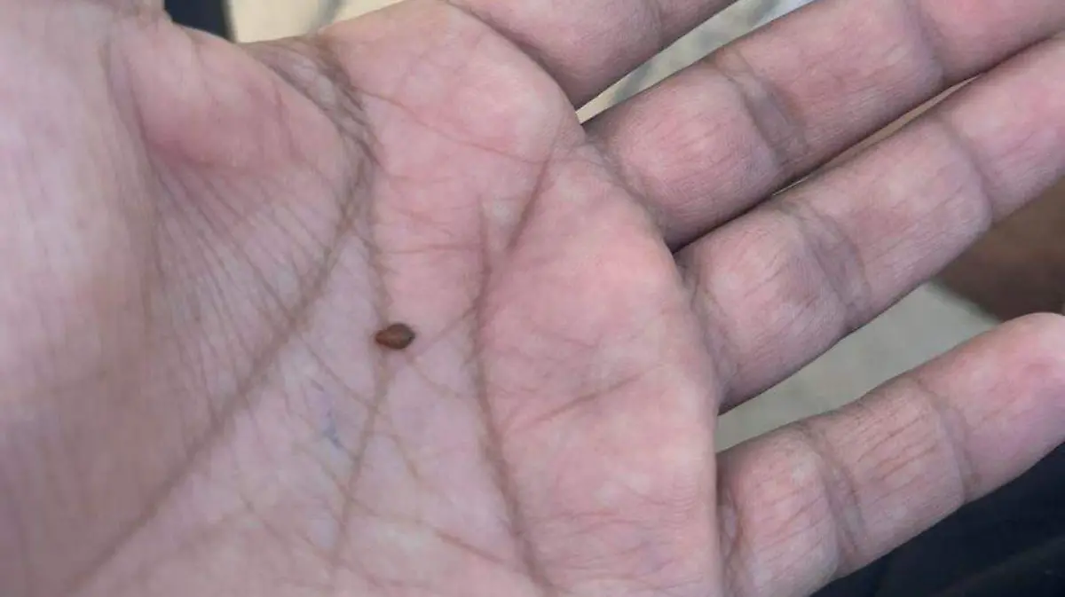 Captura de pantalla de una foto que se muestra en el grupo, donde se denuncian las chinches en el ITC