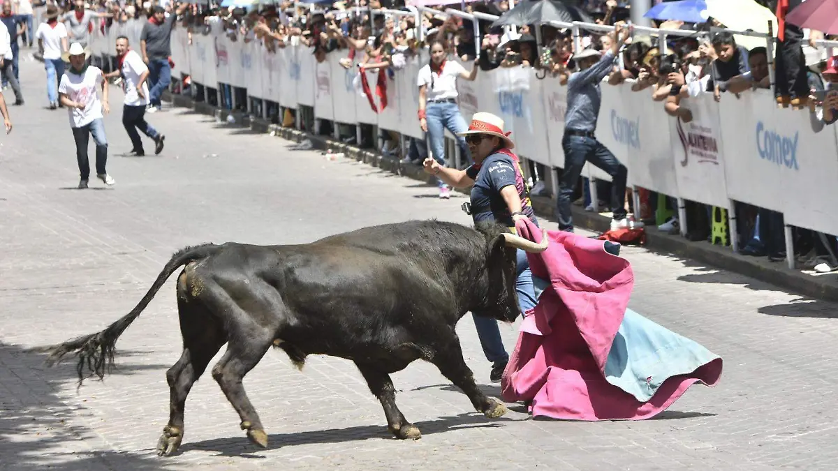 Salieron ocho toros a las calles del Pueblo Mágico de Salvatierra en este encierro taurino 