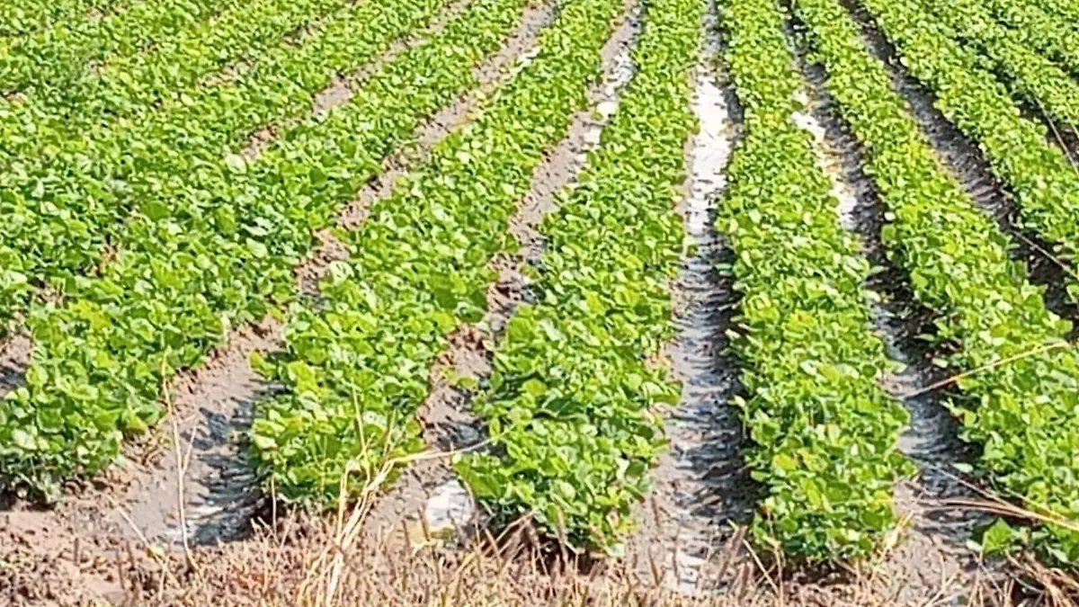 Más de 500 hectáreas agrícolas en el estado fueron impactadas por las lluvias