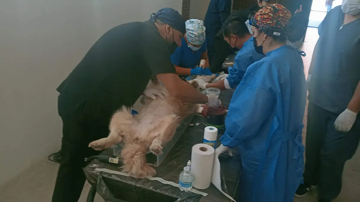 Serán 250 fichas las que se entreguen conforme lleguen