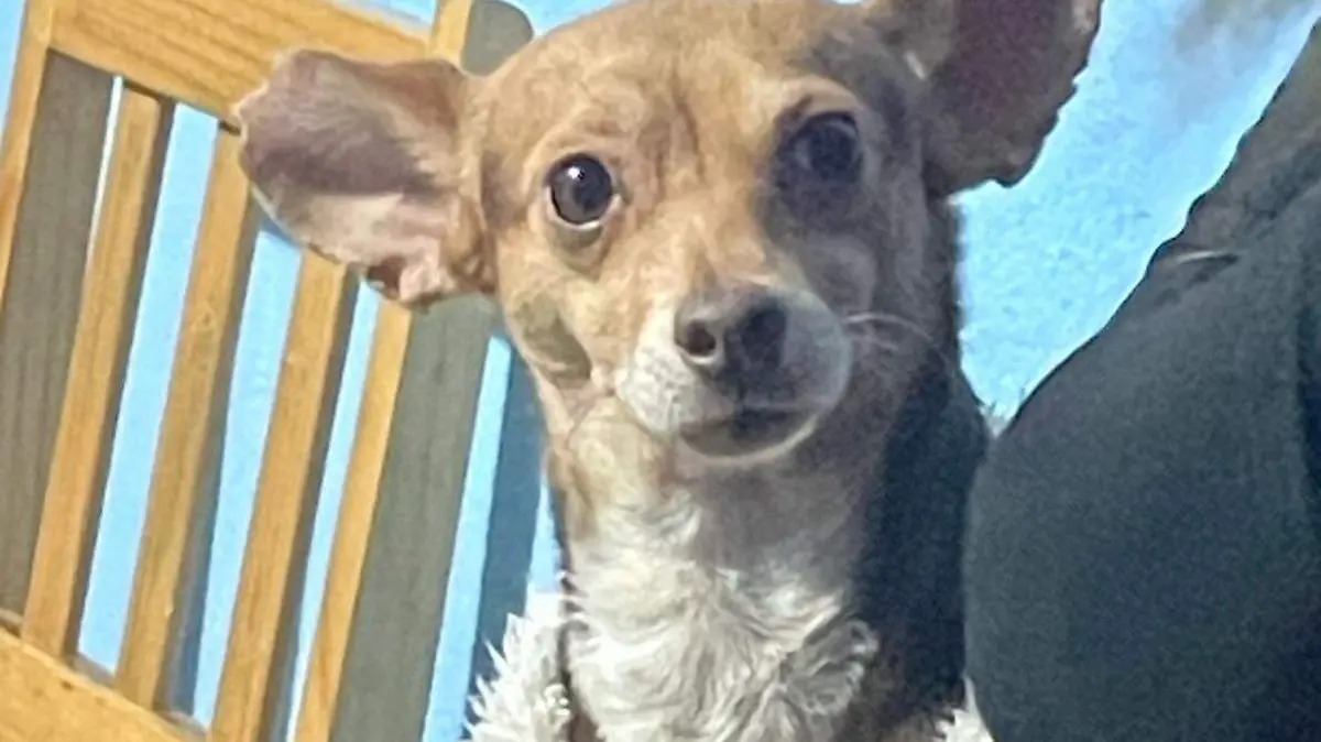 El bienestar de las mascotas  es responsabilidad de sus dueños.