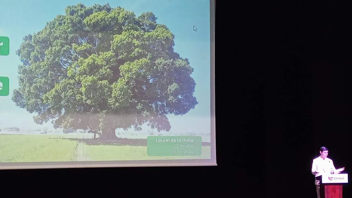 arbol 1