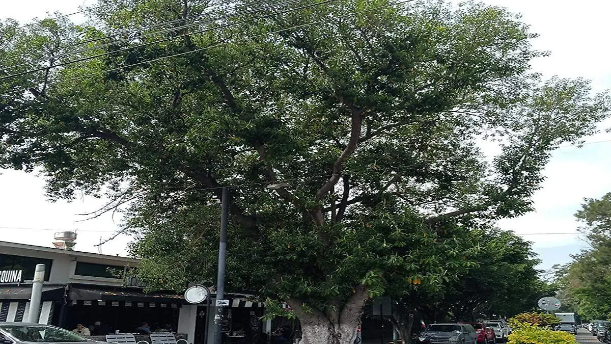 Algunos árboles de grandes