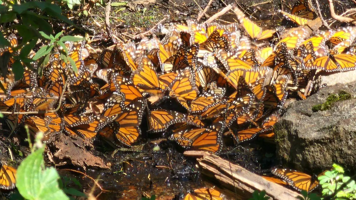 Mariposa Monarca en su paso por sureste de Guanajuato (2)