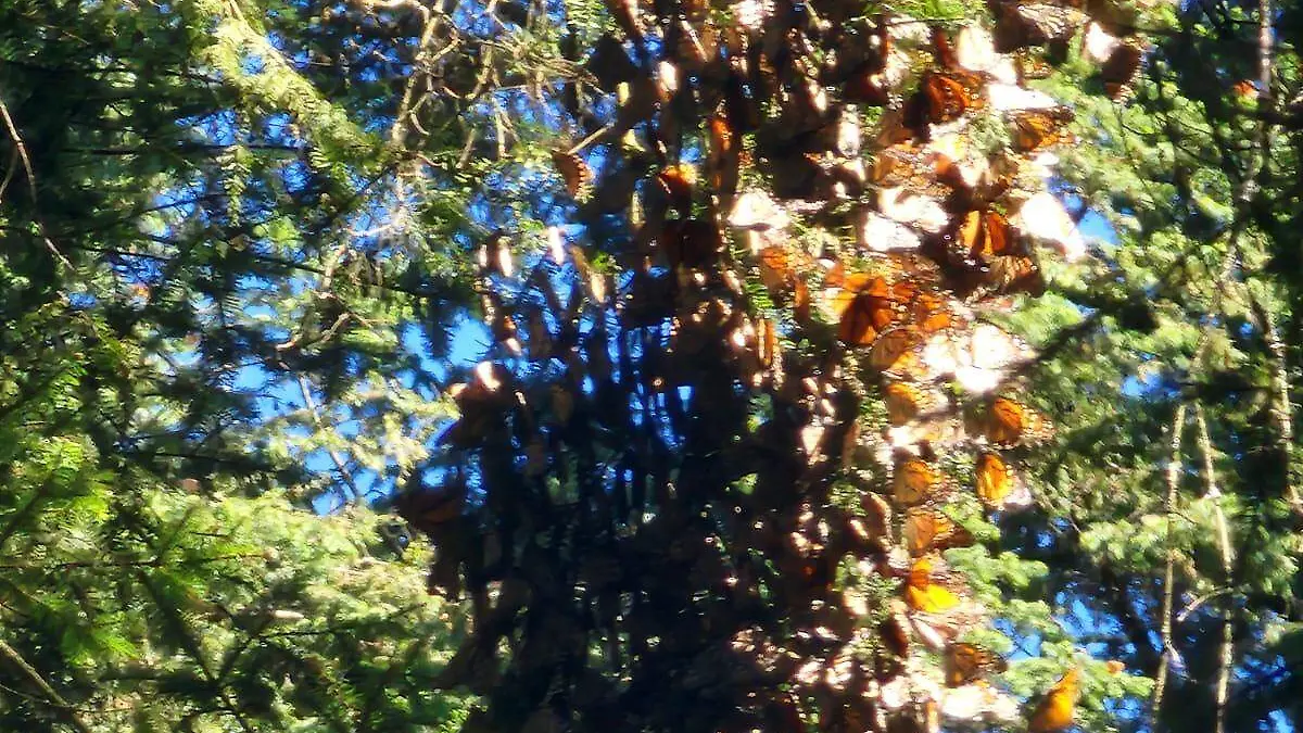 Mariposa Monarca en su paso por sureste de Guanajuato (3)