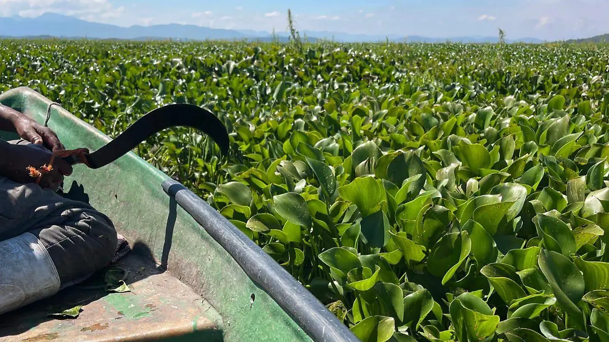 Incrementa el lirio y tule en el Lago de Cuitzeo.