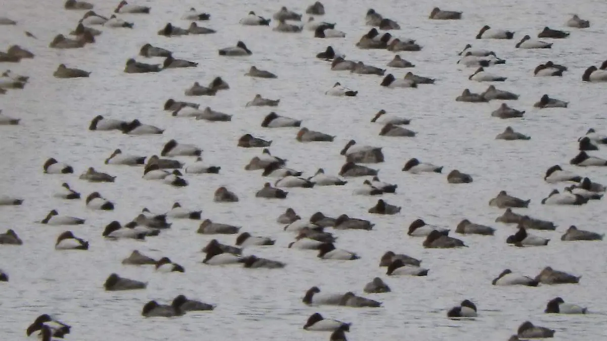 Multitudes de aves retornan a los humedales de Acámbaro.
