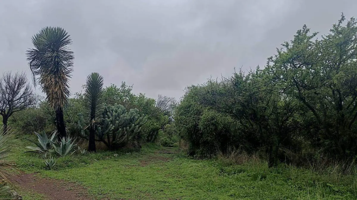 Cactáceas y suculentas del altiplano mexicano forman parte esencial de las colecciones científicas del jardín.