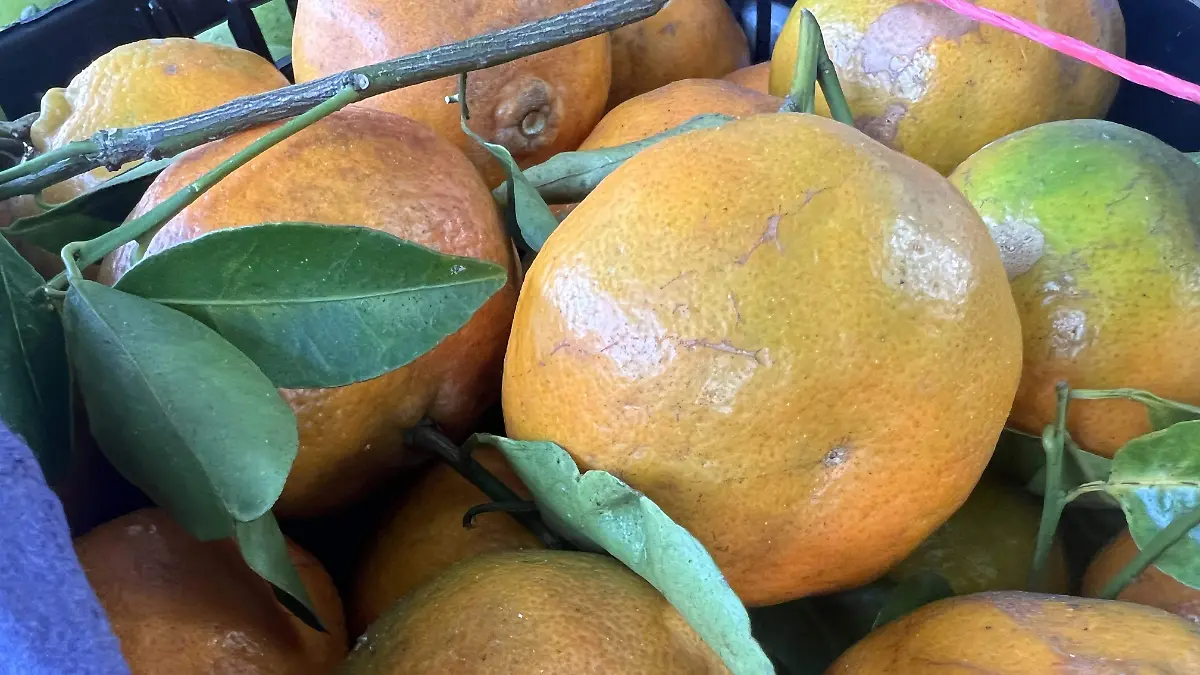 Mandarina Mexicana, aún en su rama y hojas, se nota un color más opaco además de tener semillas