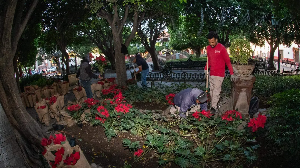 Brigadas municipales instalaron las plantas con técnicas de protección para garantizar su conservación durante diciembre.