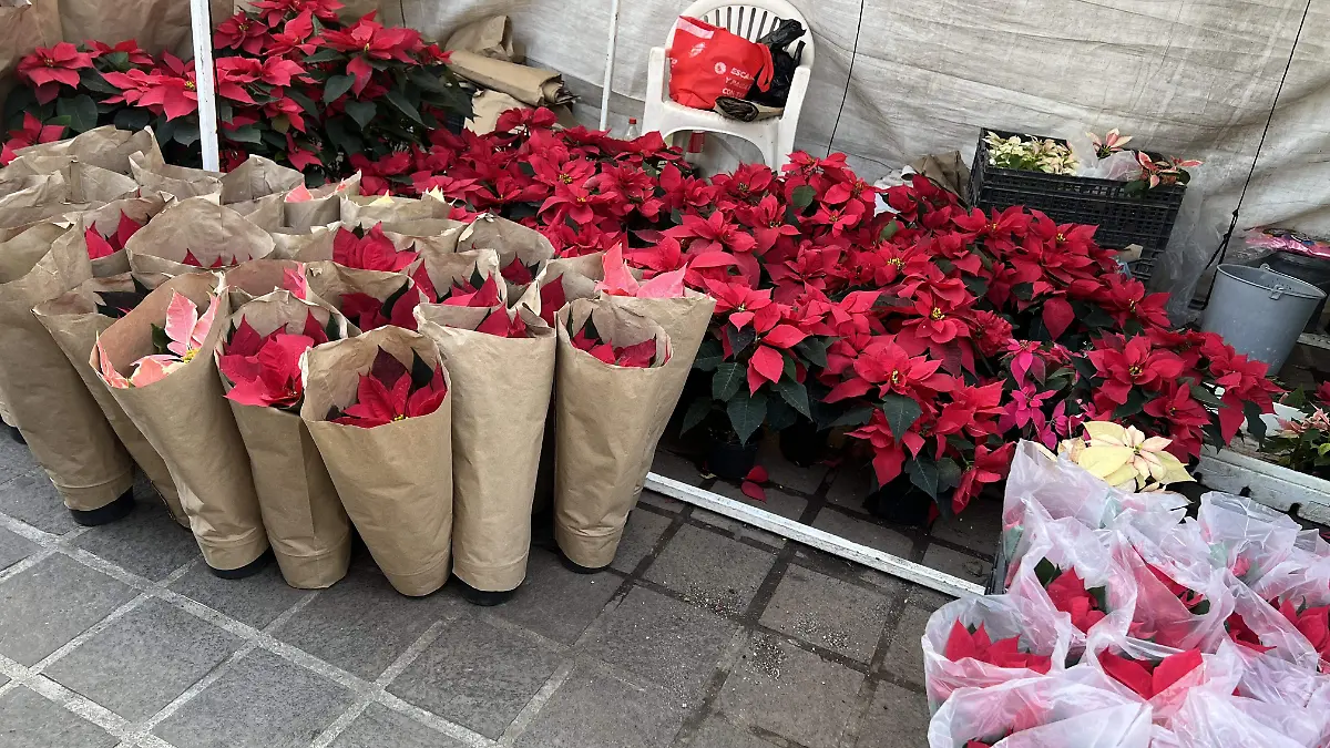 En su puesto se pueden encontrar plantas de diferentes tamaños y precios 