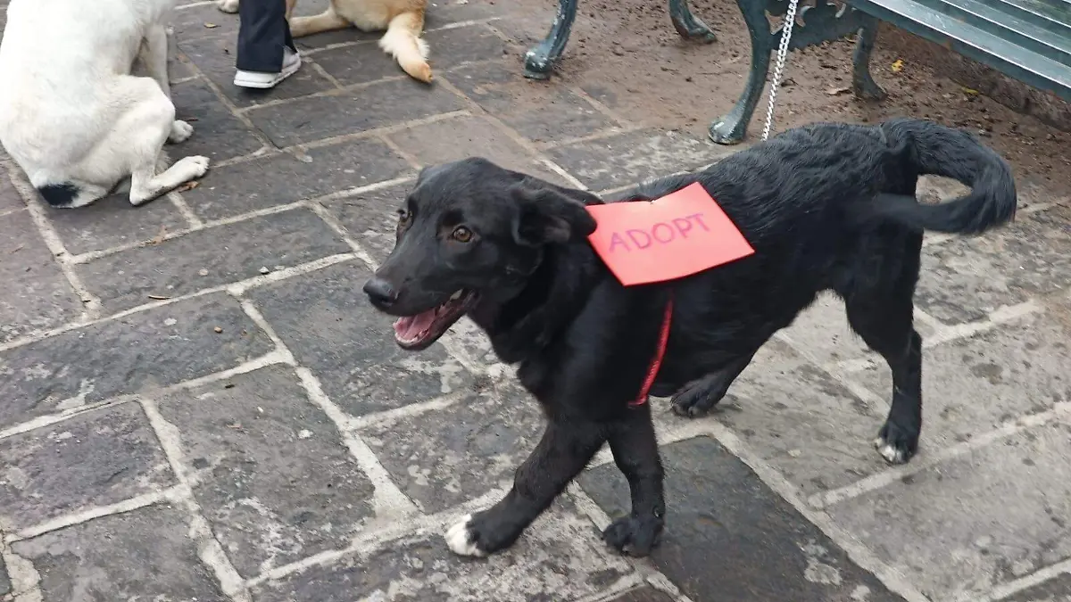 Patitas de Humanidad en San Miguel de Allende2