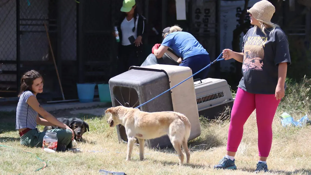 El municipio a trabajado de la mano con organizaciones civiles para poder dar en adopción a los perros callejeros que recogen.