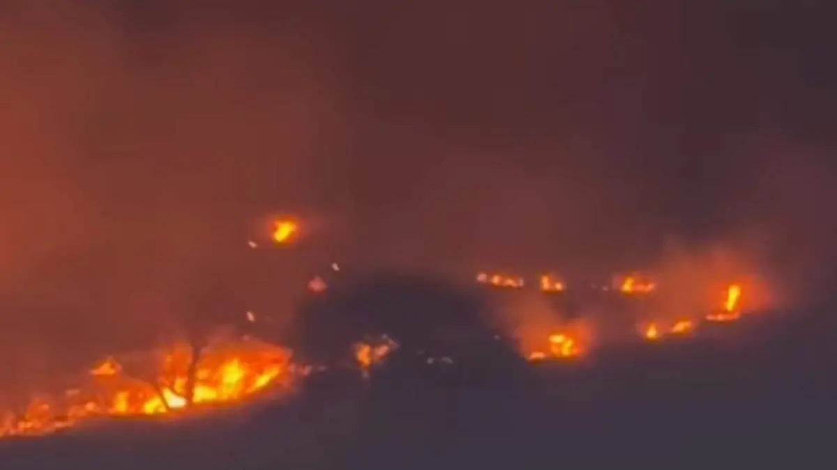 Se afectaron cerca de 100 hectáreas de vegetación.