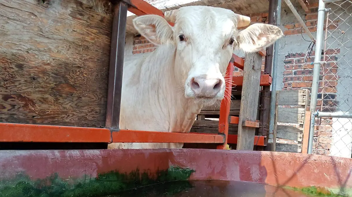 El ganado bovino lechero Celaya2