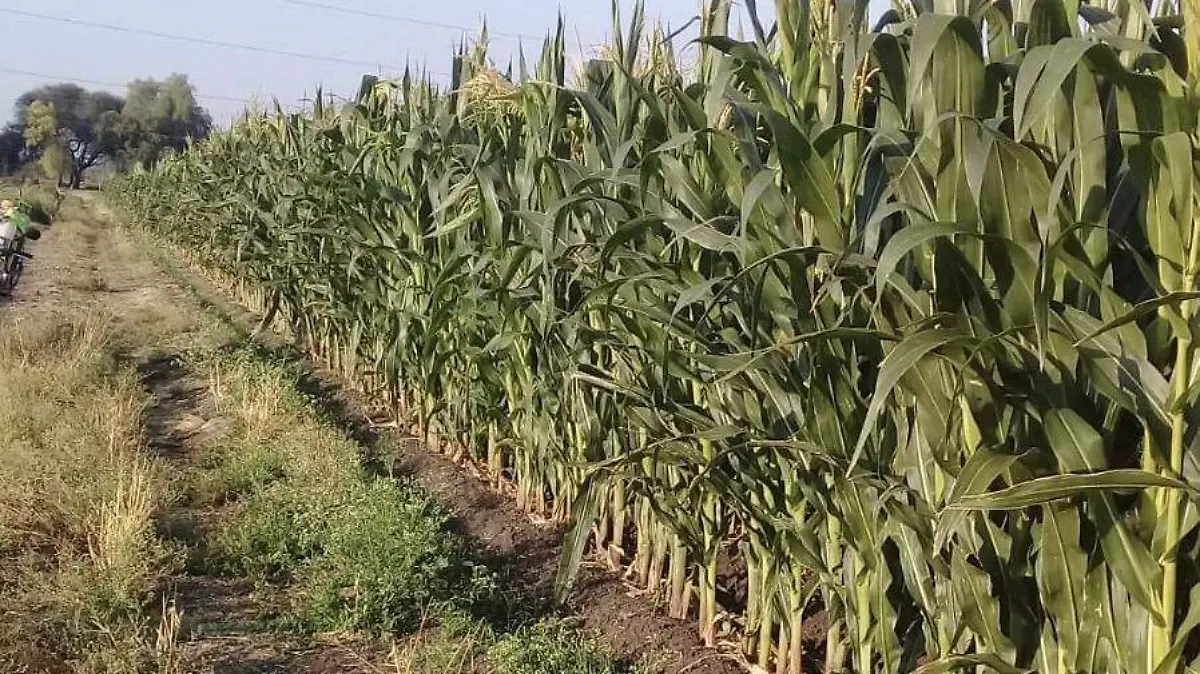 Siembras de Maíz  de un hectárea para cosechar 