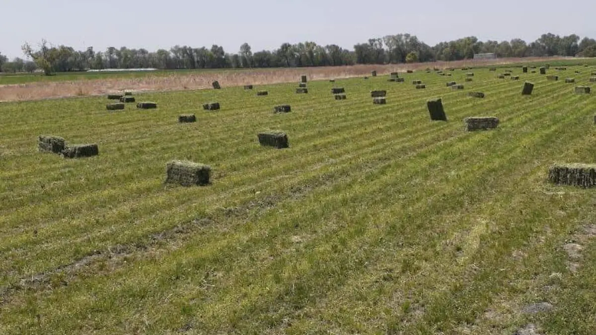 Con la cosecha de alfalfa, lo que vaya generando en ganancias, se invierte para la cosecha de maíz que es en el mes de marzo