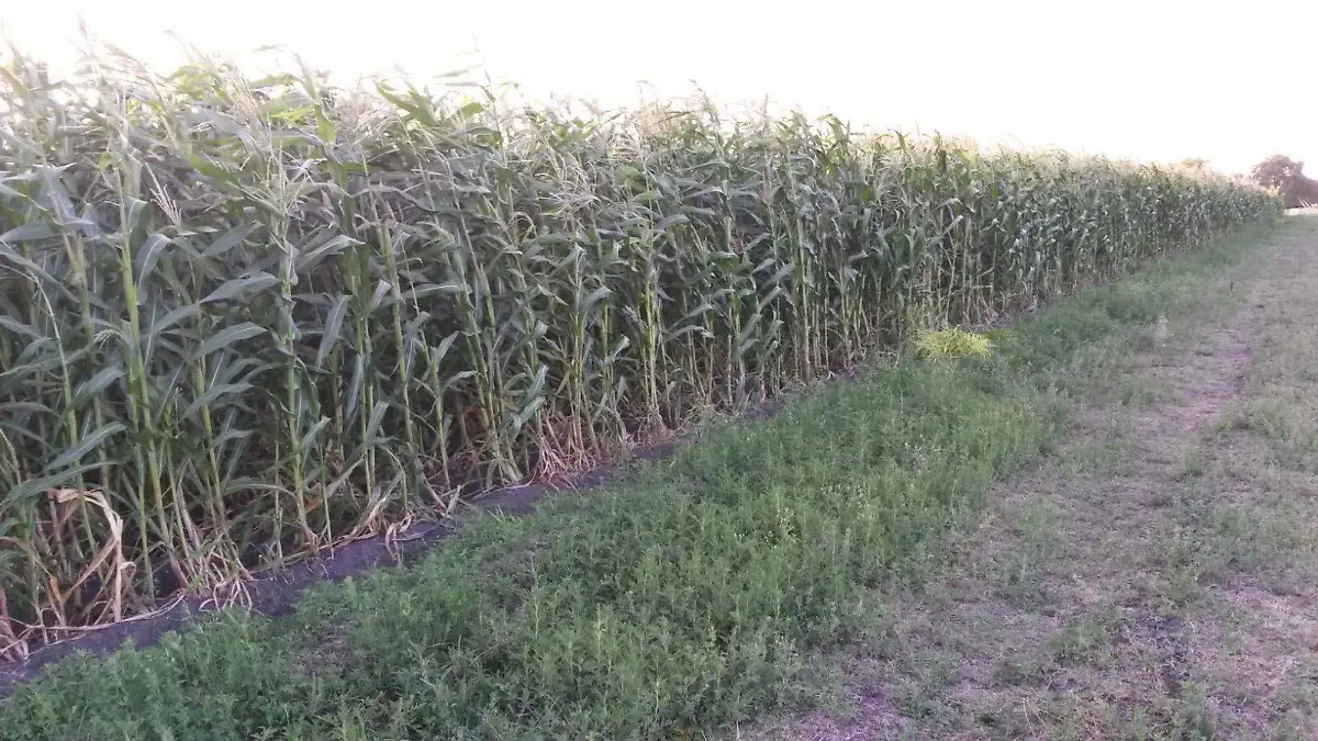 Son varios factores, los que implican la siembra del maíz, entre ellos climáticos que son los más inciertos