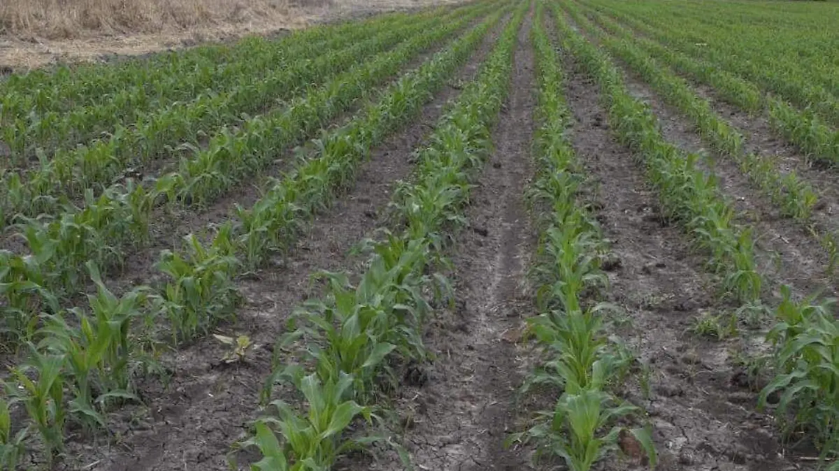 Una opción que tiene que es gradual sin dejar de lado los químicos que se utilizan en otros fertilizantes.
