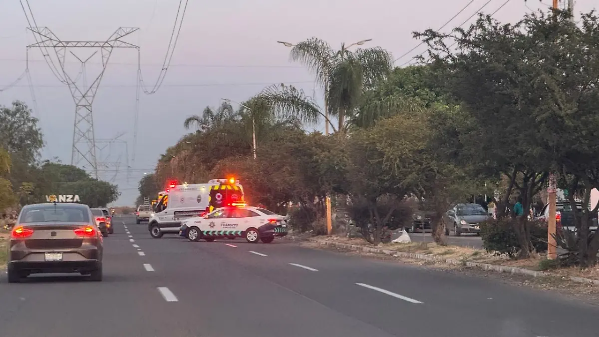 Una palmera quedó tirada. 