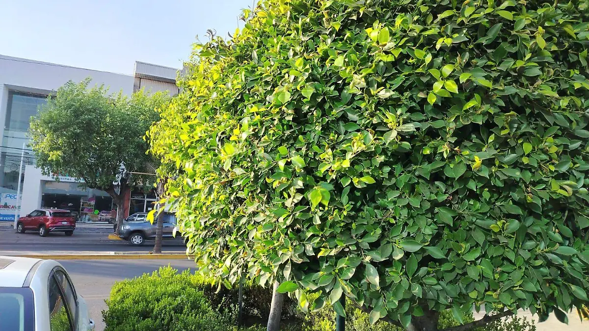 El Servicio Meteorológico Nacional pronostica lluvias aisladas y heladas en zonas serranas de algunos estados de la República 