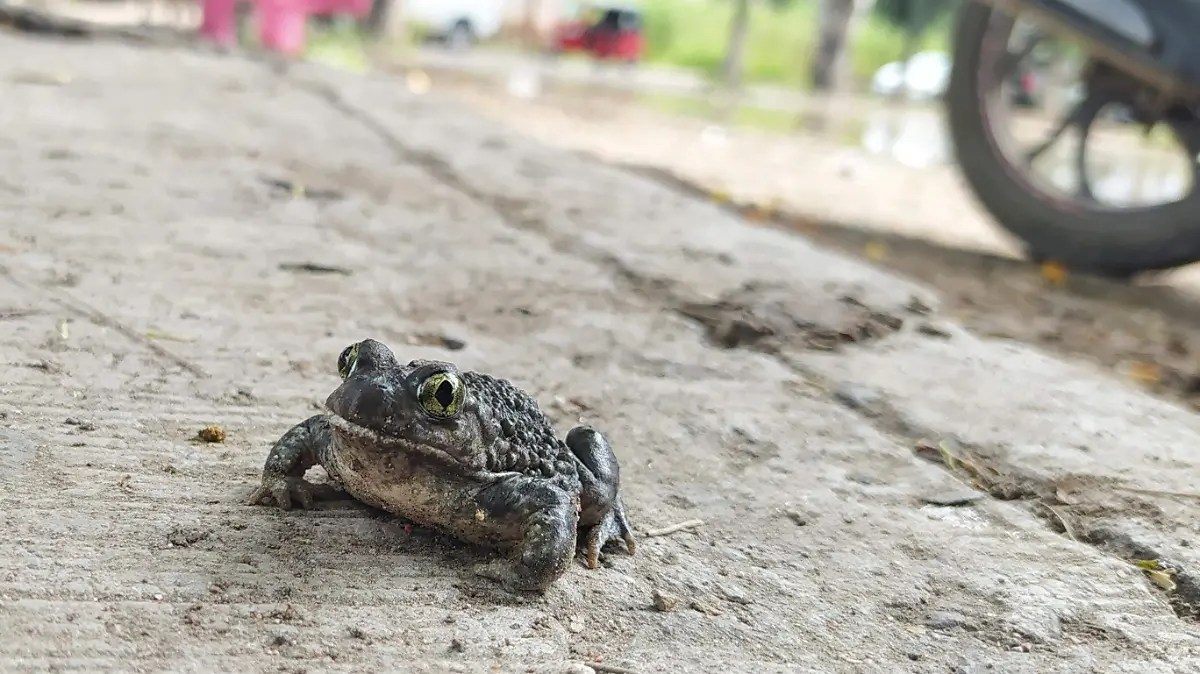 La fauna silvestre es atendida por el Centro de Asistencia Animal.