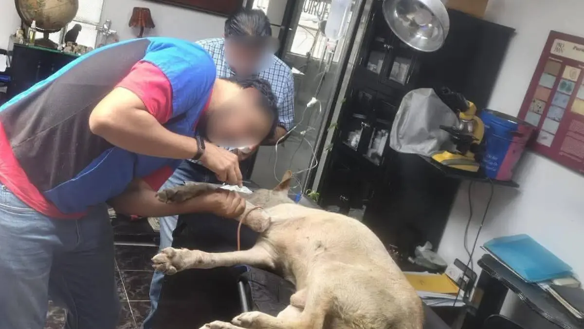 Hubo varias atenciones medicas a perros 