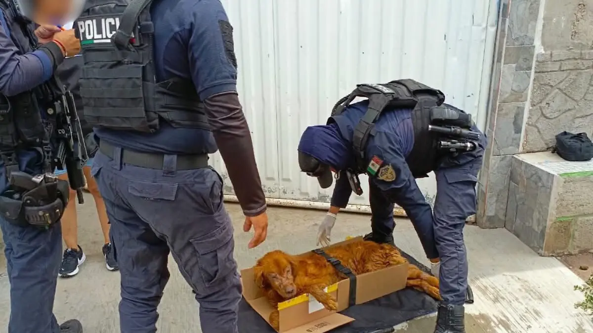 Se tuvo más  de 700 atenciones en el 2025