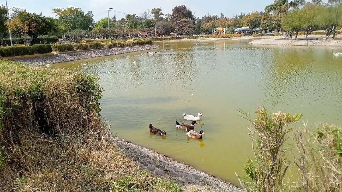 Los patos se han convertido en las estrellas del Parque Xochipilli 
