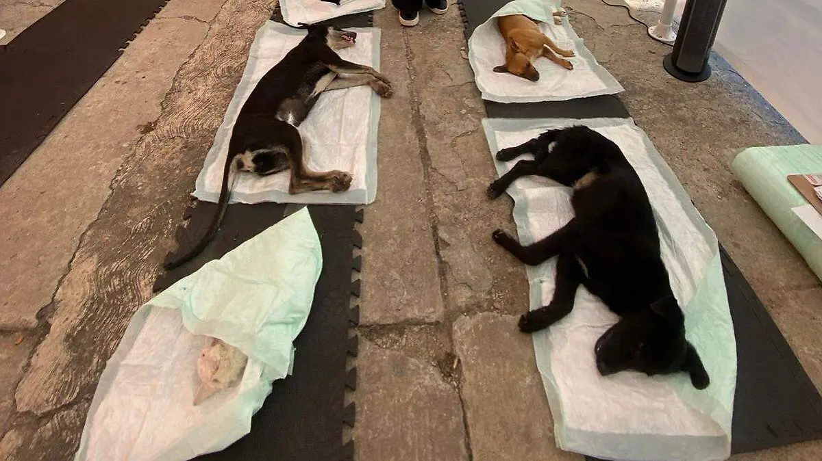 La recuperación de los perros esterilizados suele ser corta por la pequeña incisión que se les hace, pero teniendo en cuenta los cuidados necesarios