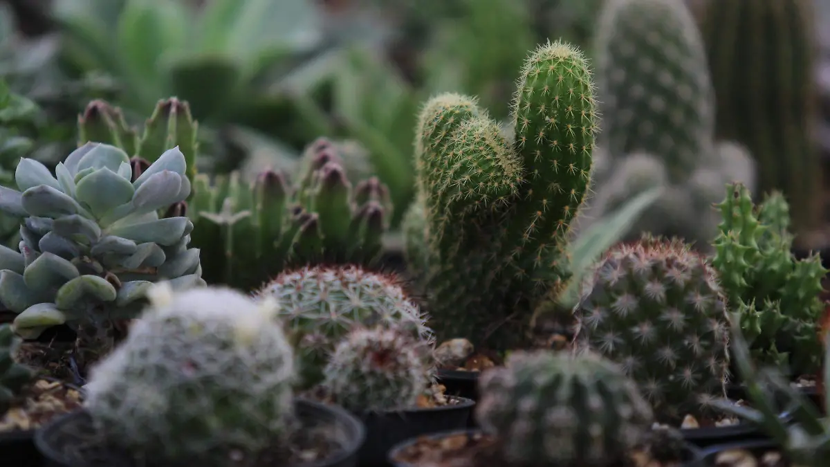 Talleres, teatro de títeres, actividades ambientales y venta de plantas forman parte de la programación.