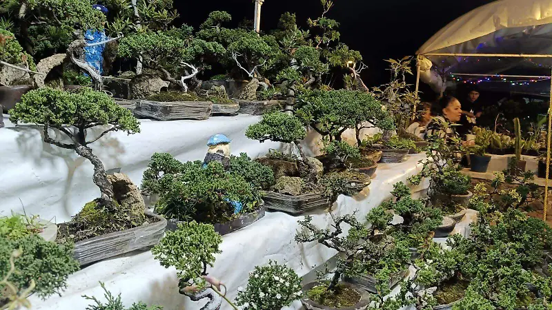 Arboles bonsai, suculentas y variedad de especies de plantas podrán comprar en la feria.