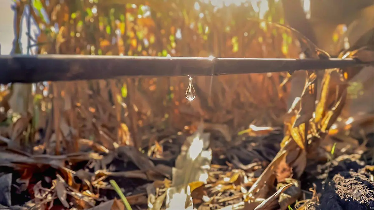 Cierran ventanillas de Riego Productivo el 16 de febrero.