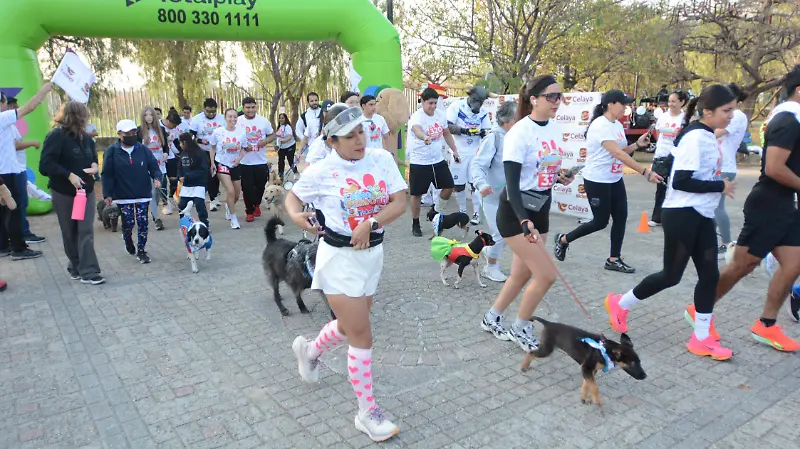Algunas personas acudieron sin mascota disfrutando de trotar o correr. 
