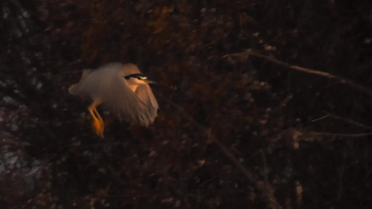 garzanocturnacoronanegra