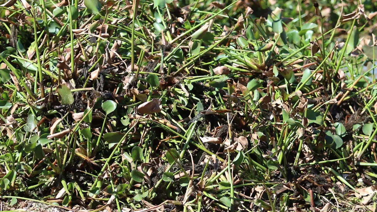 lirioextraidodelapresa