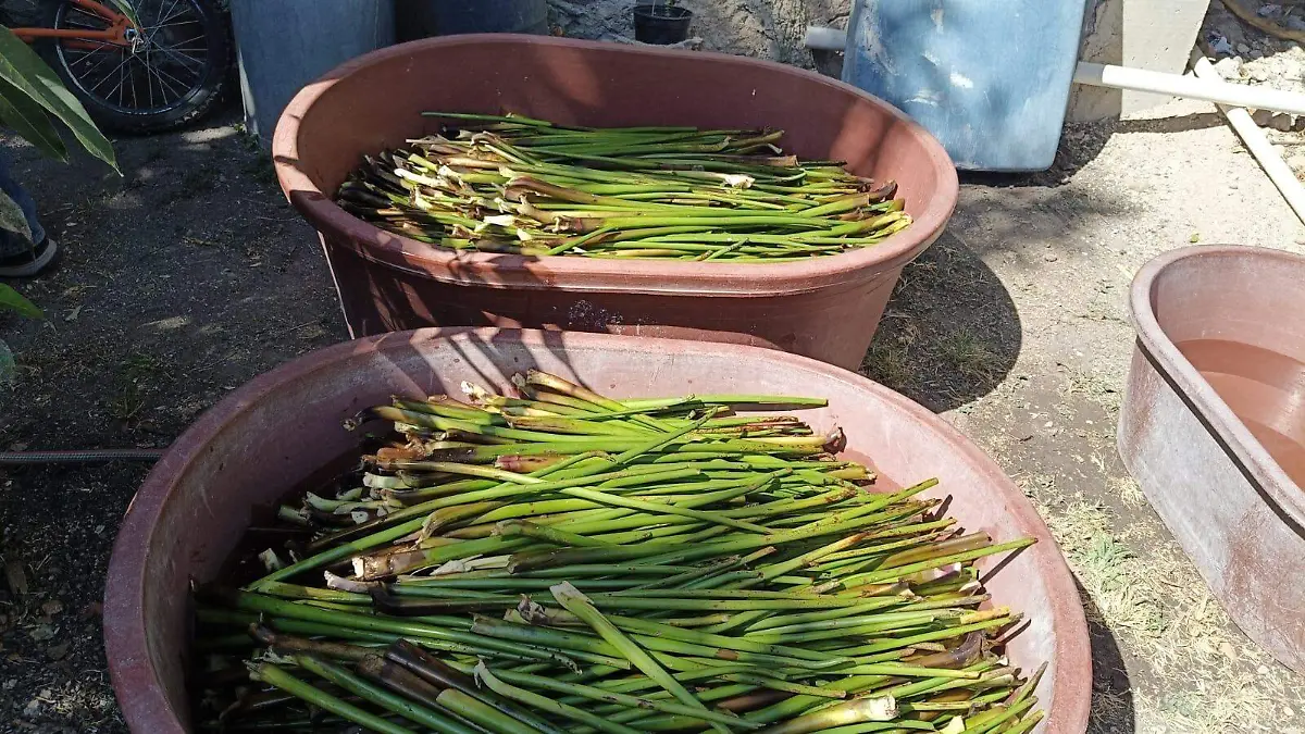 partedelprocesolirio