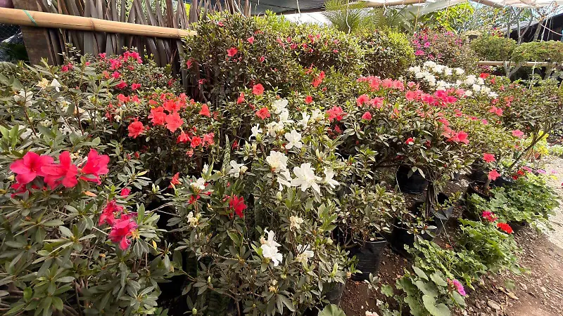 Diversos tipos de flores con diferentes colores adornan los hogares 