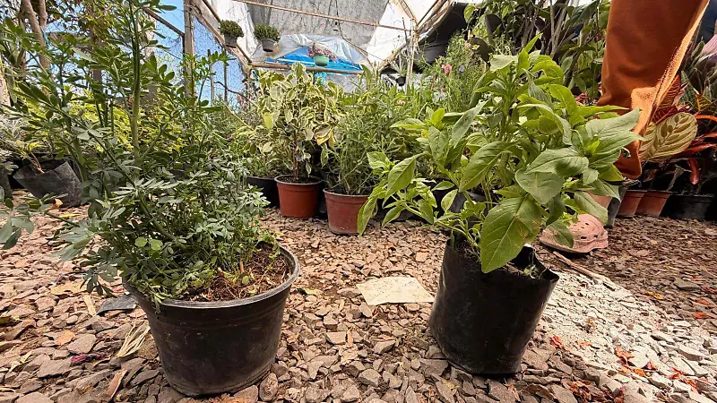 Algunas plantas como la ruda no requieren de cuidados minuciosos y pueden estar en el exterior de los hogares 