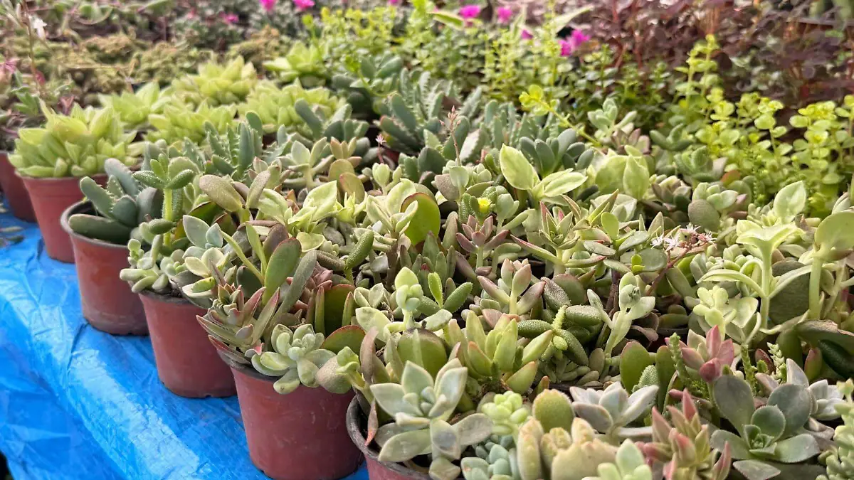 Una variedad de plantas con diferentes tamaños para diversos espacios